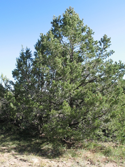 Pinus edulis